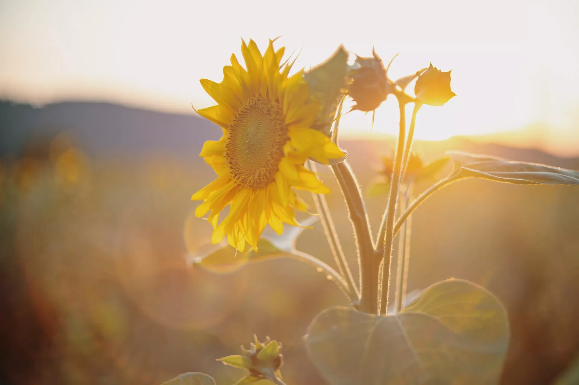 JUEVES CON SOL Y TEMPERATURAS AGRADABLES